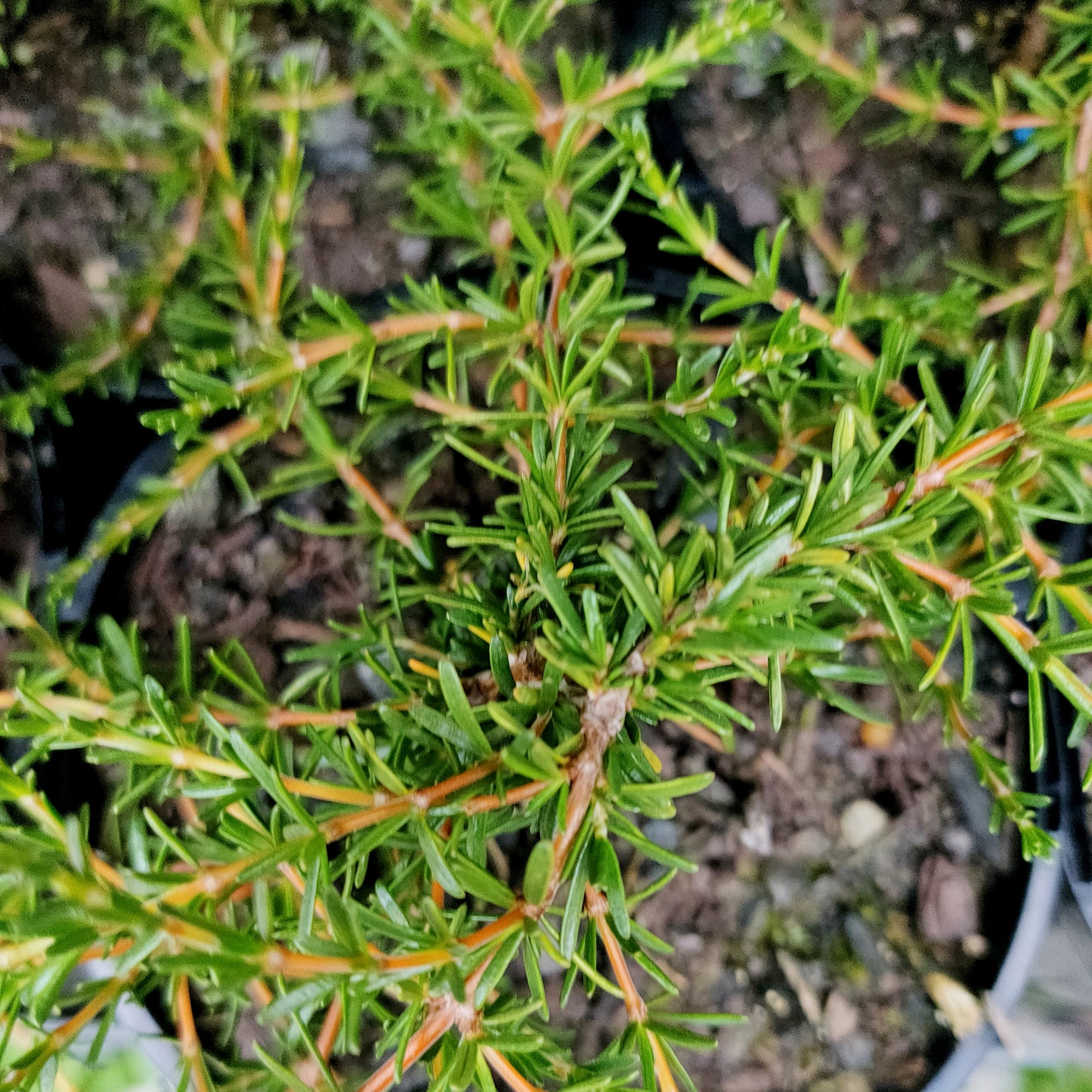 Coprosma acerosa 'Hawera'