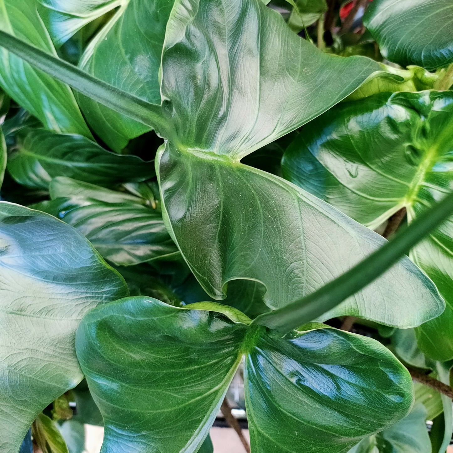 Alocasia macrorrhiza
'Stingray'