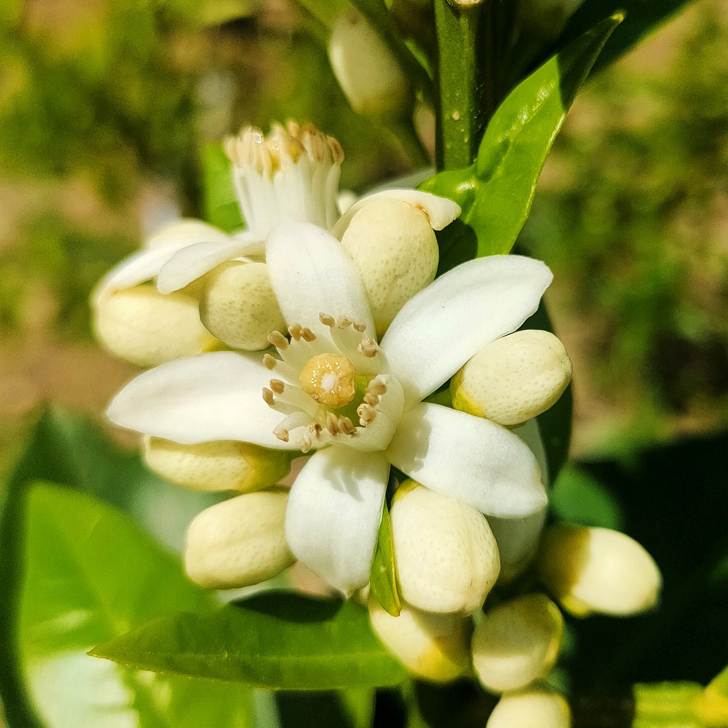 Citrus Γ sinensis 'Washington Navel' (Orange)