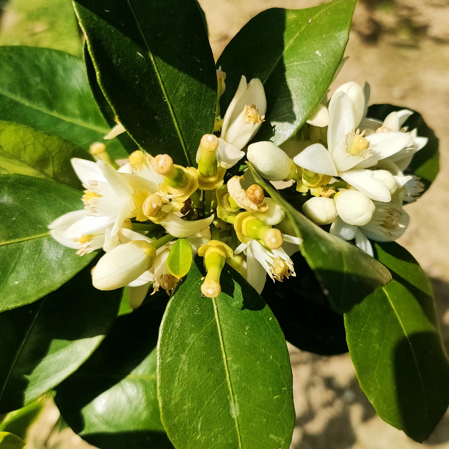 Citrus Γ sinensis 'Washington Navel' (Orange)