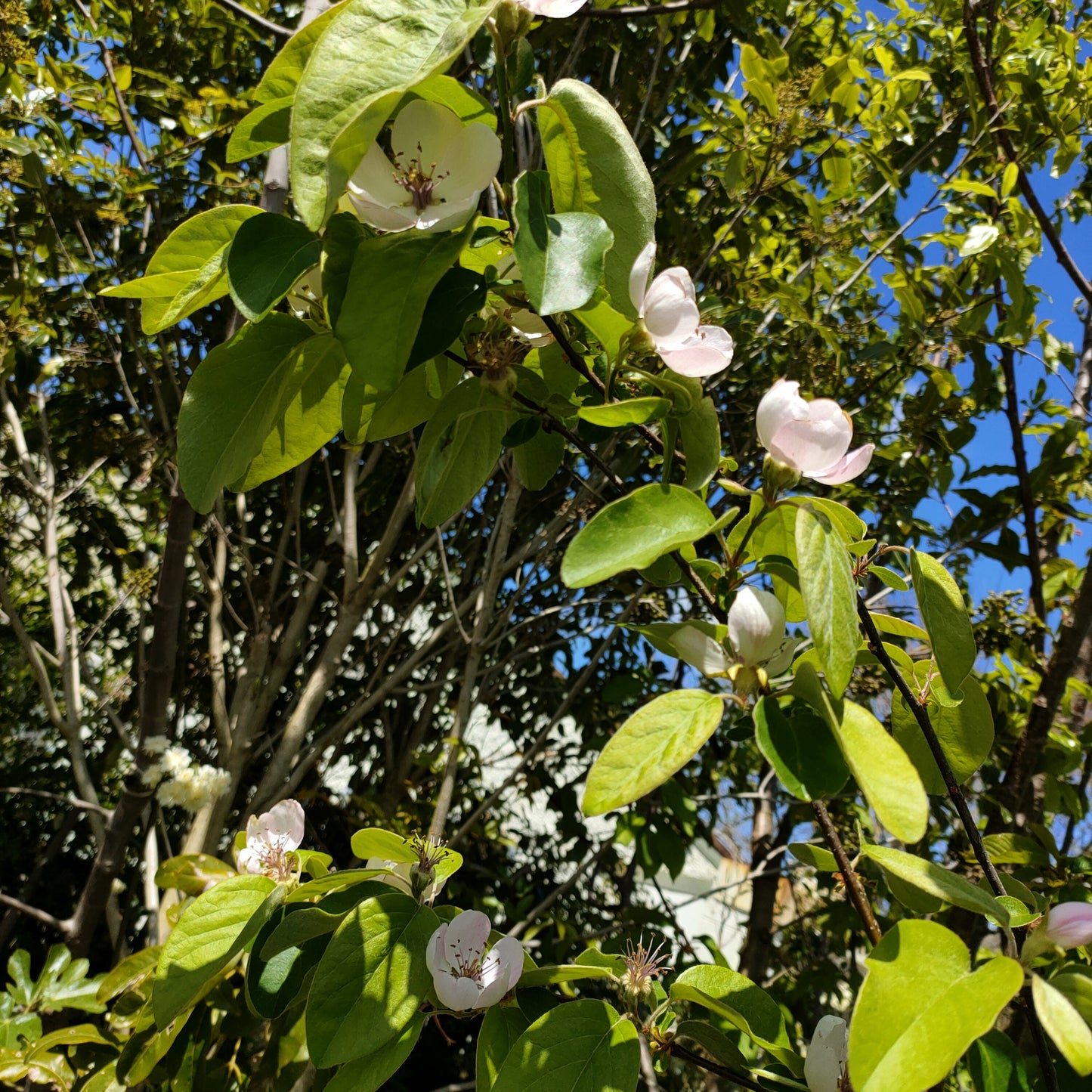 Cydonia oblonga 'Smyrna' (Quince)