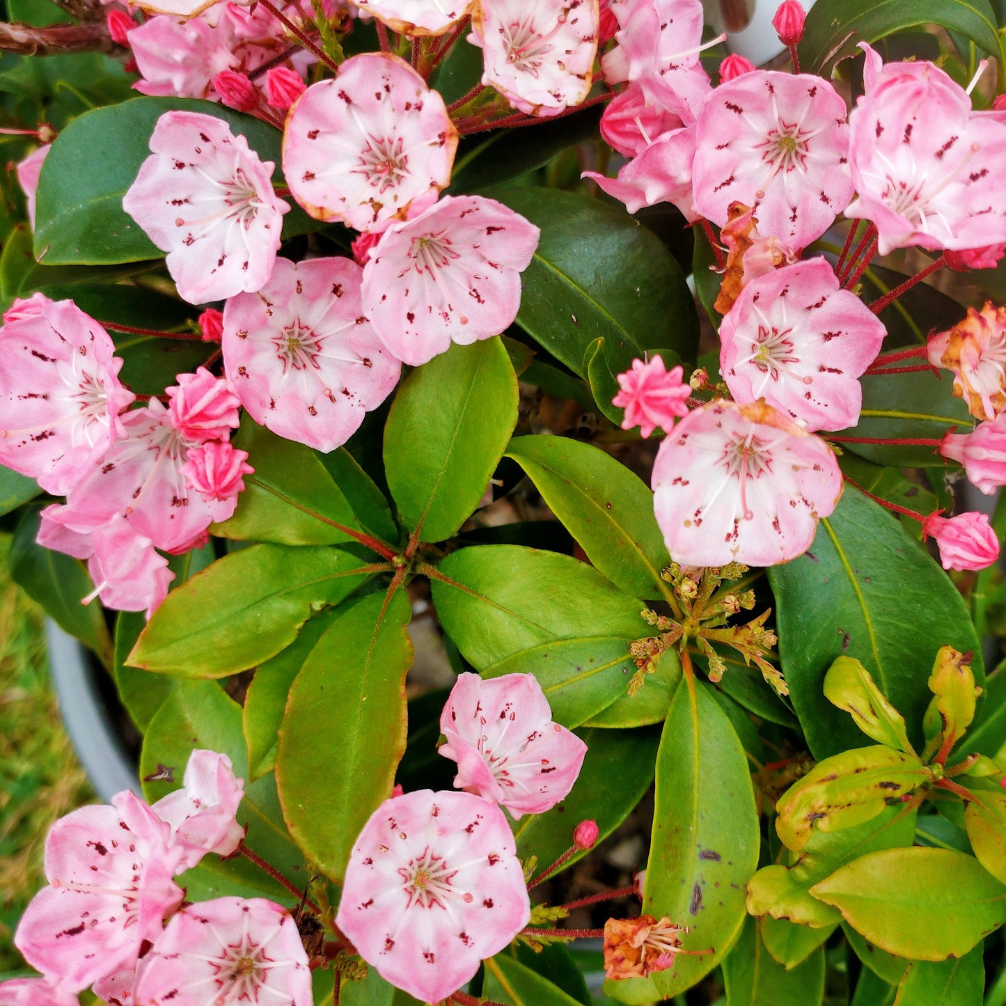 Kalmia latifolia (Mountain Laurel) Pikirangi