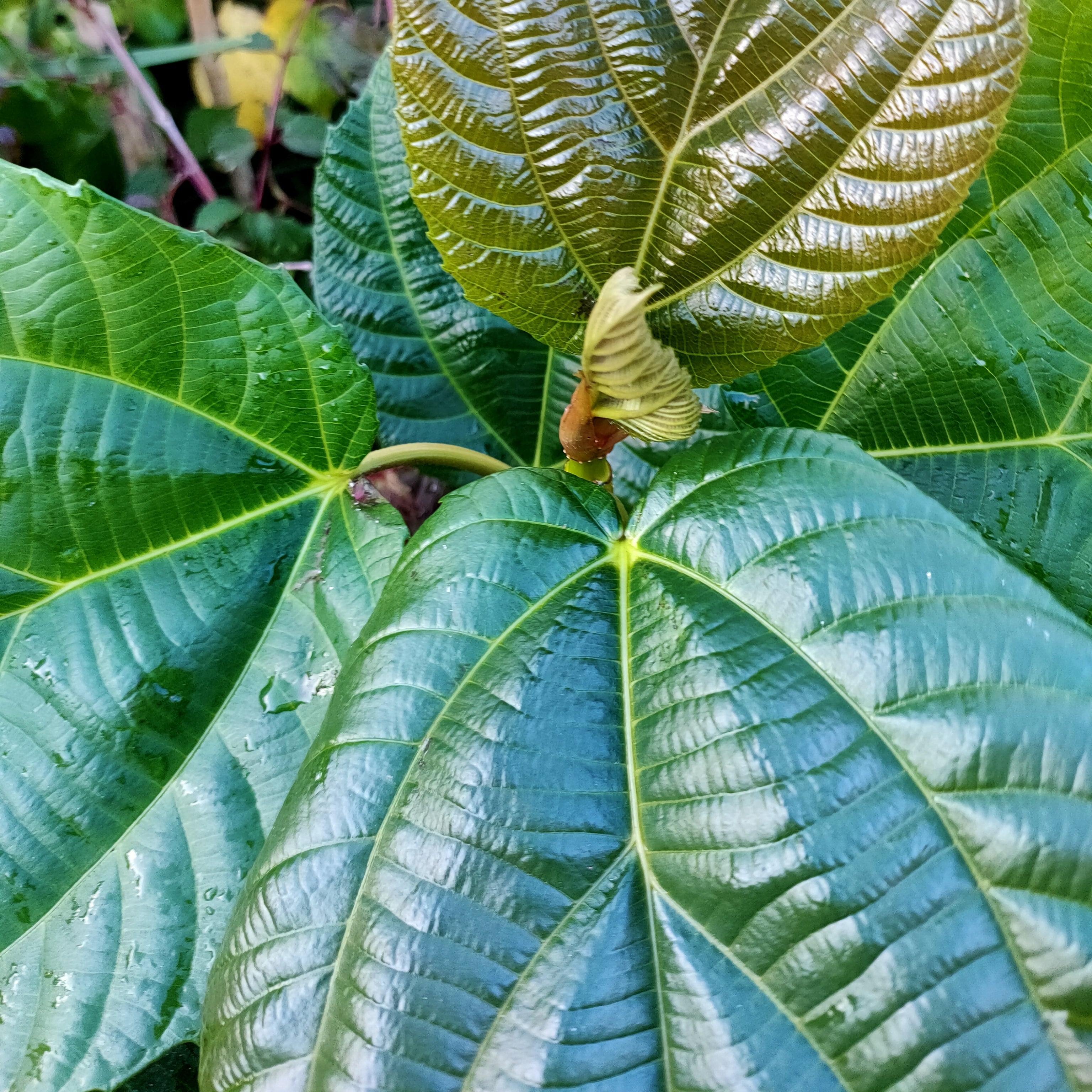 elephant ear fig plant Ficus auriculata (Elephant Ear Fig) – Pikirangi Online Garden Centre