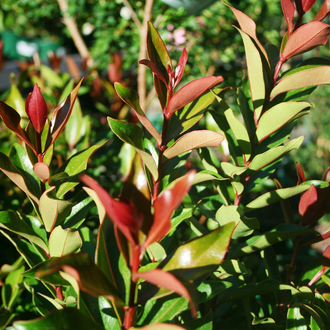 Metrosideros vitiensis 'Fiji' (Iron Tree) S001