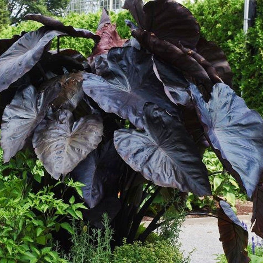 Colocasia esculenta 'Black Coral' (Black Taro) S012