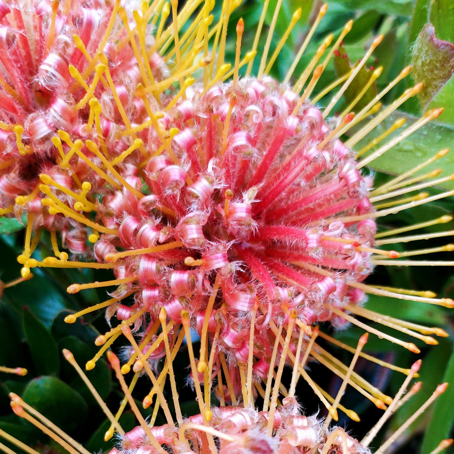 Leucospermum 'Maui Magic' (Pincushion Protea) S003