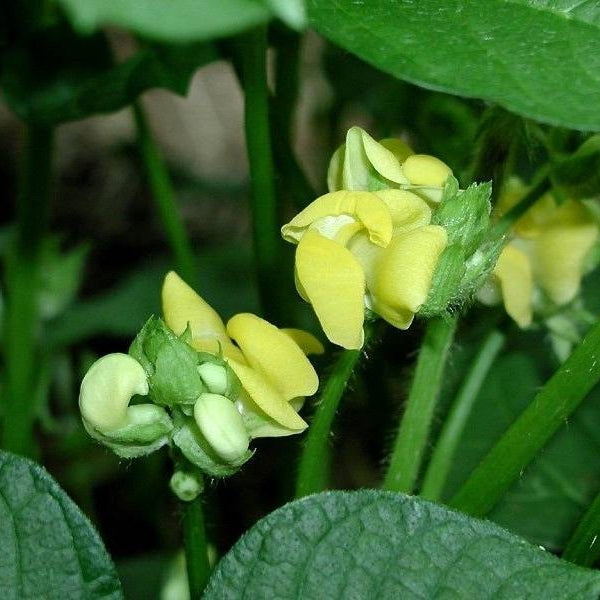 Vigna angularis (Adzuki Bean)