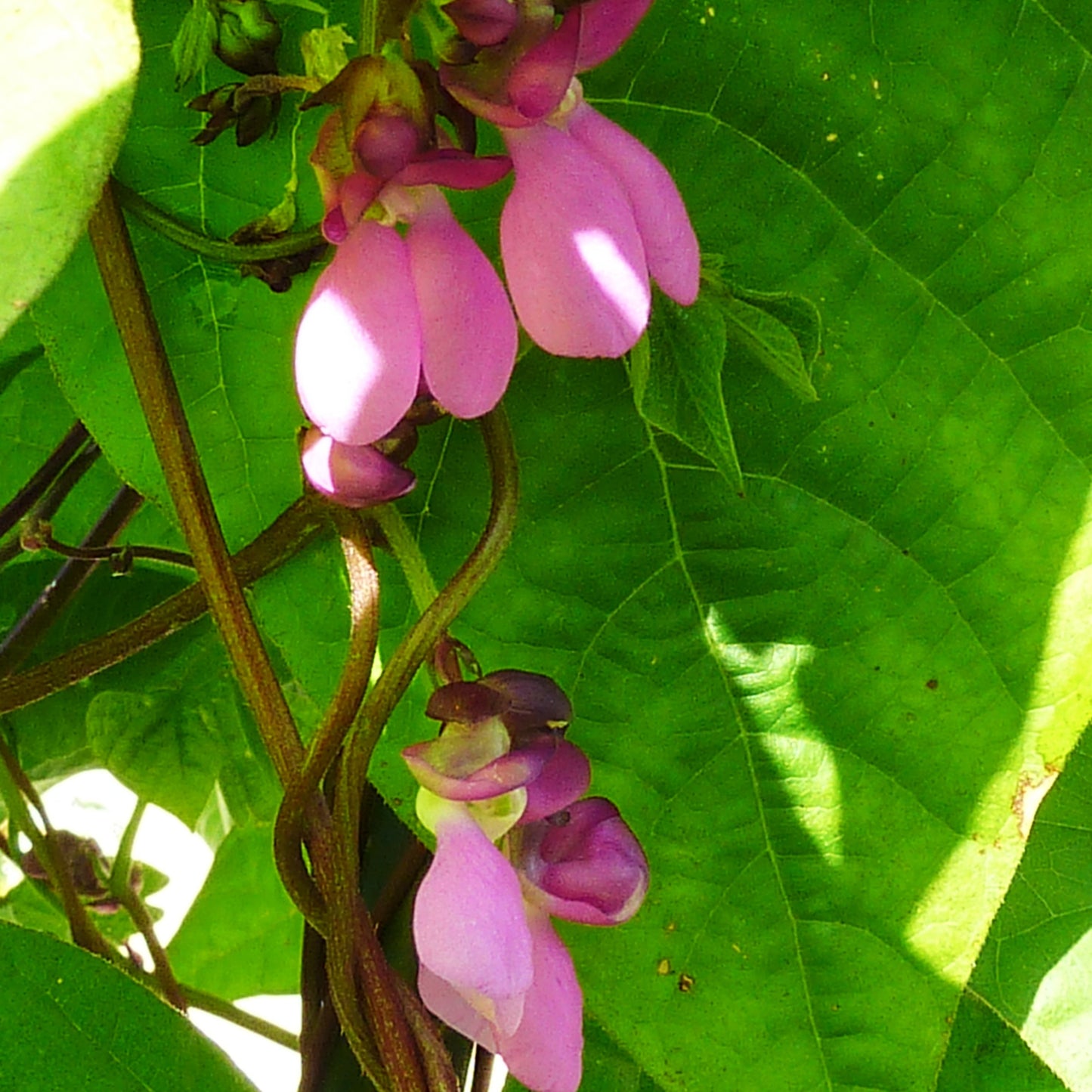Phaseolus vulgaris (Black Turtle Bean) Pikirangi
