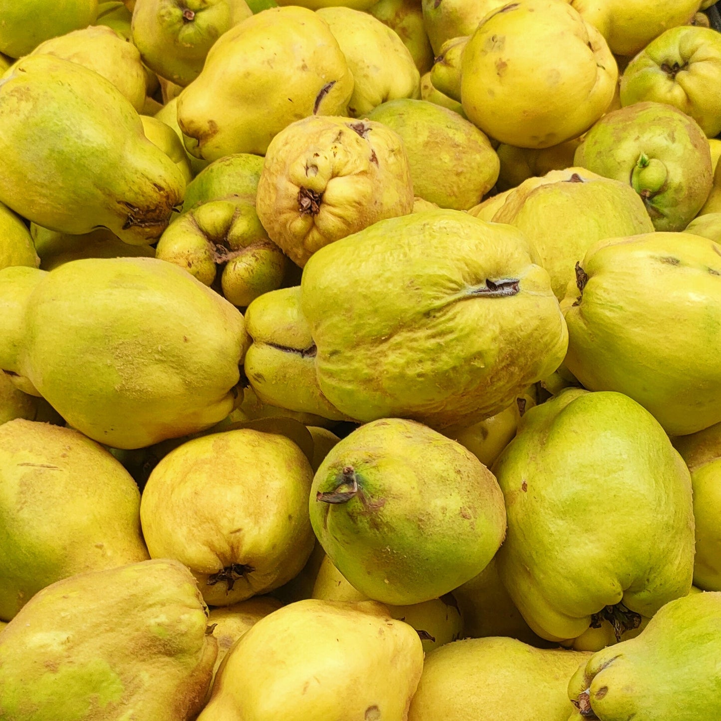 Cydonia oblonga 'Smyrna' (Quince) Pikirangi