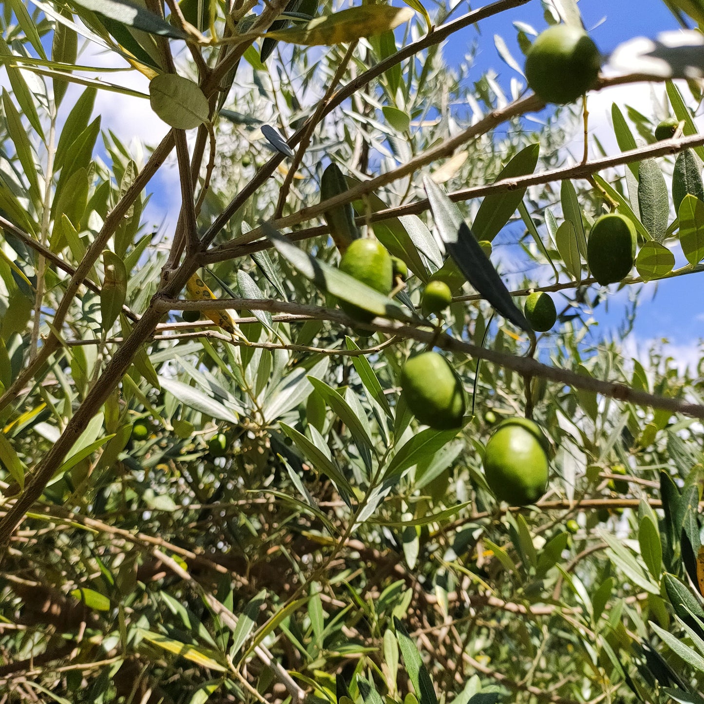 Olea europea 'J5' (Olive) S003
