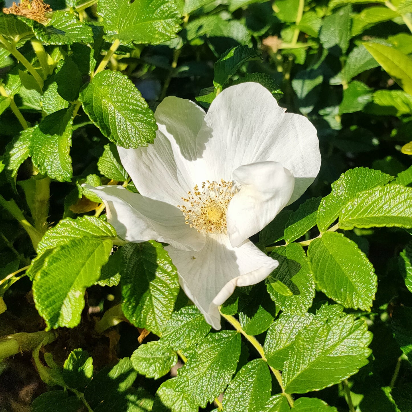 Rosa rugosa 'Alba' (White Beach Rose)