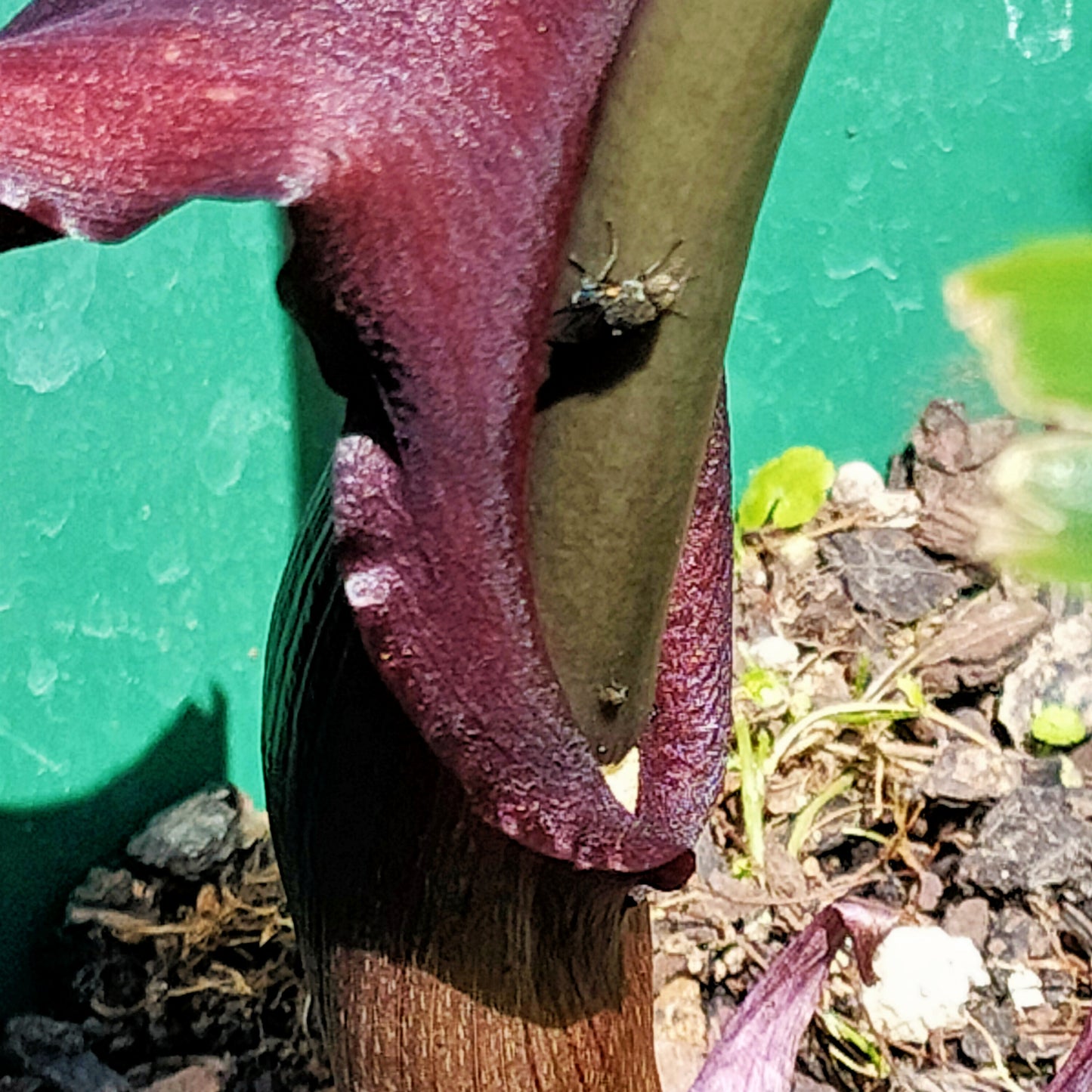 Sauromatum venosum (Voodoo Lily)