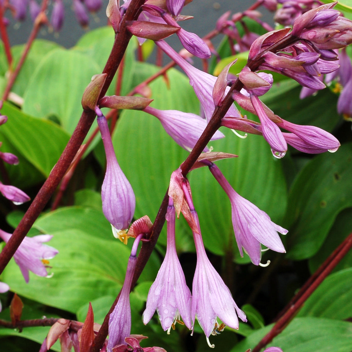 Hosta 'Purple Heart'