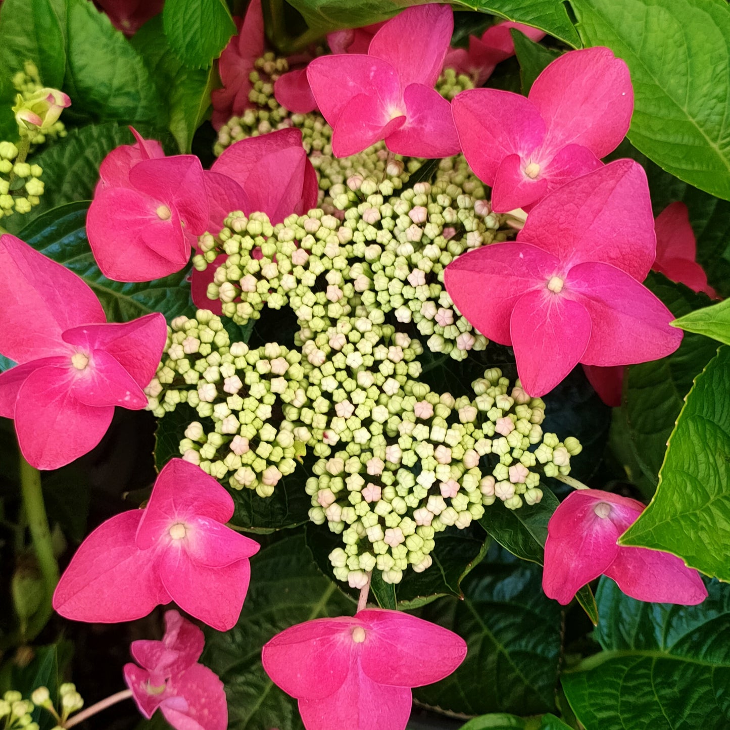 Hydrangea macrophylla 'Strawberries & Cream'
