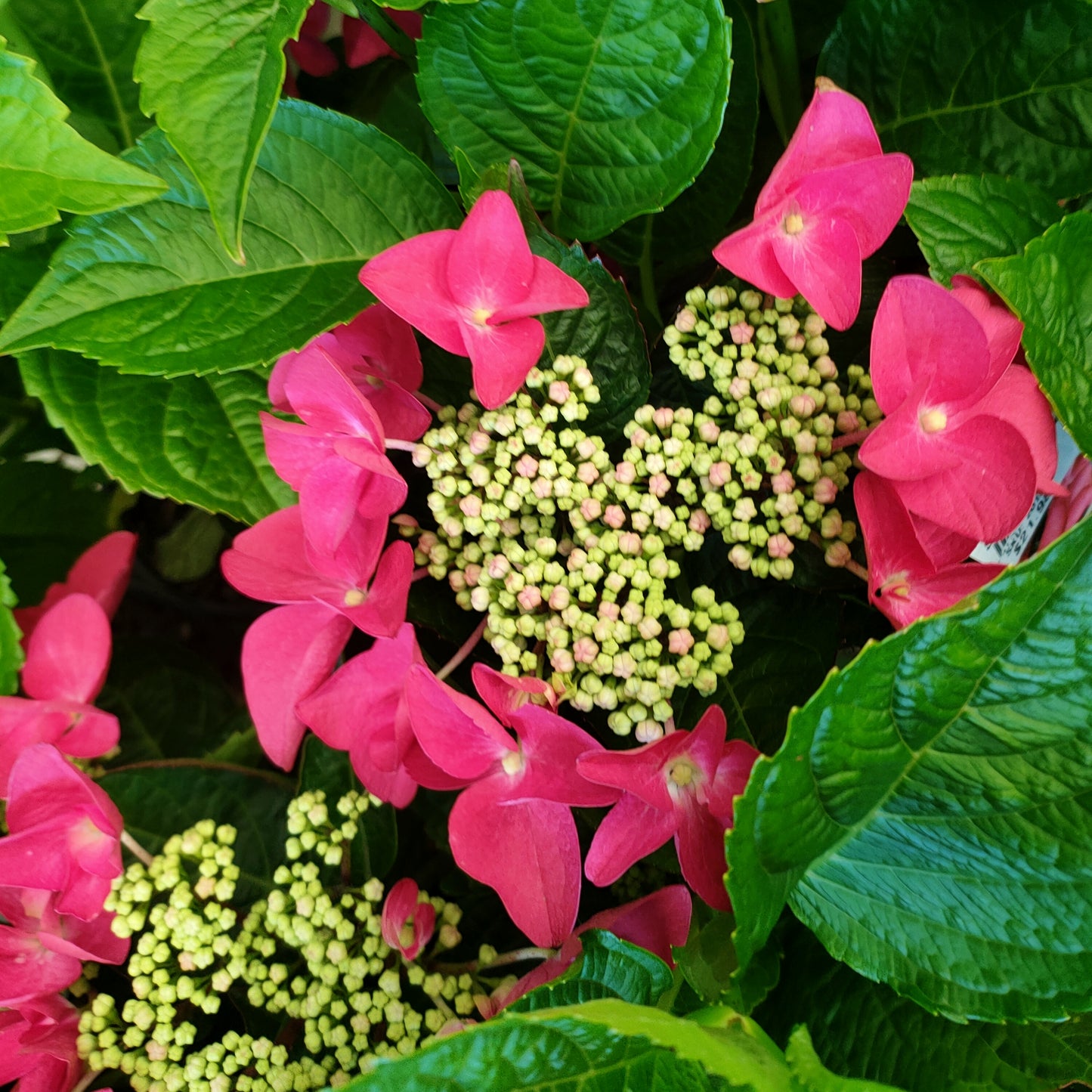 Hydrangea macrophylla 'Strawberries & Cream'