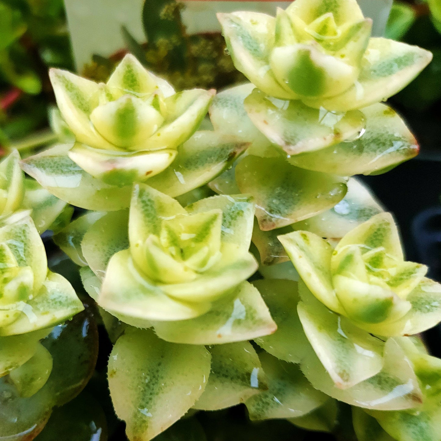 Crassula perforata 'Variegata' (Variegated Necklace Vine) S002