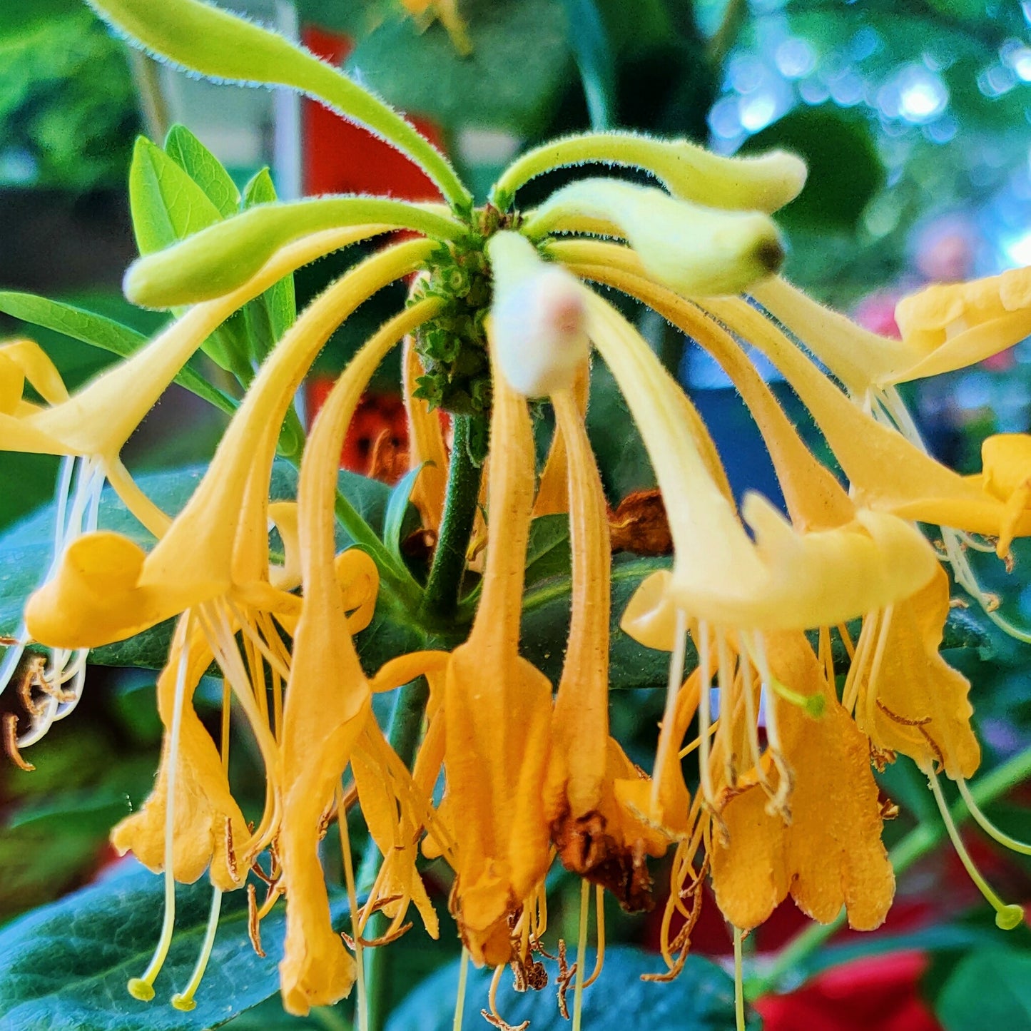 Lonicera periclymenum
'Graham Thomas' S001