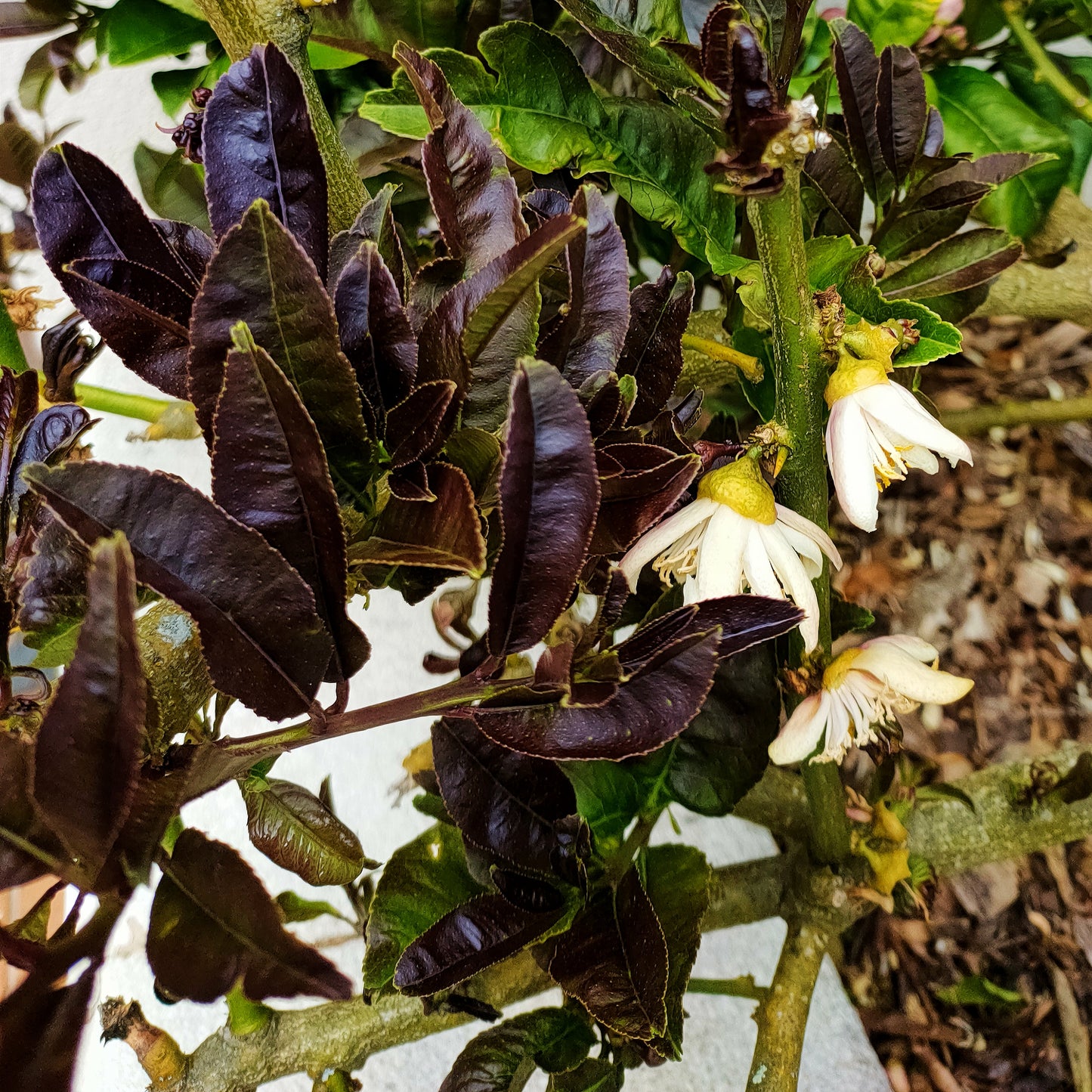 Citrus medica var. sarcodactylis (Fingered Citron, Buddha's Hand)