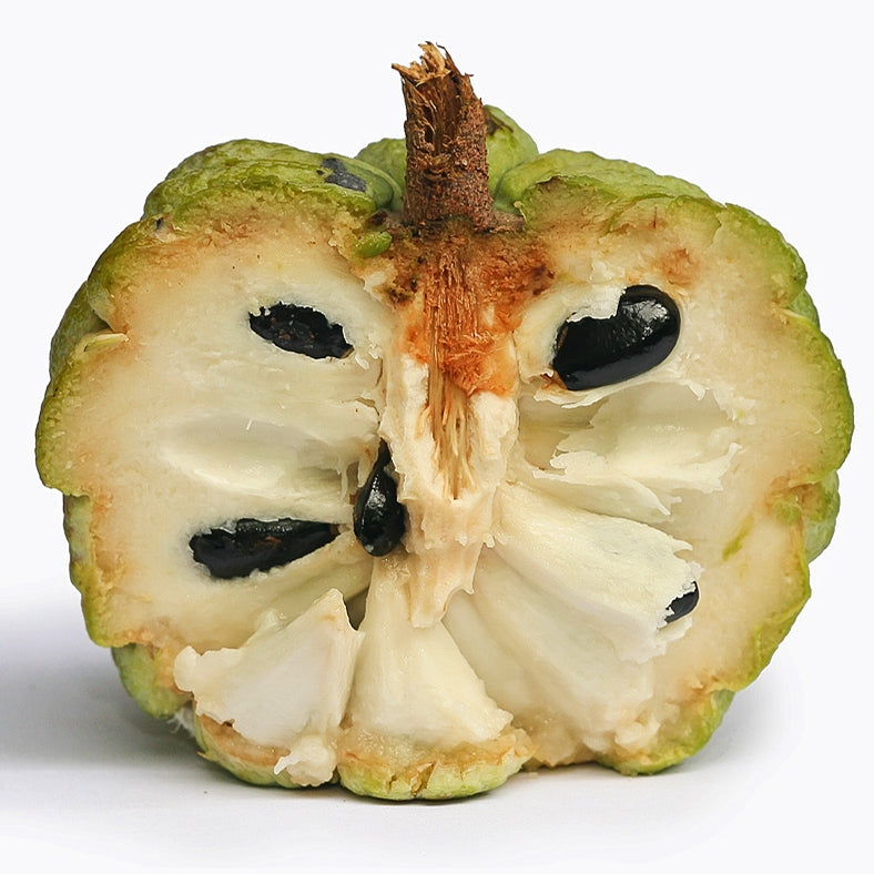 Annona squamosa (Sugar Apple) Pikirangi