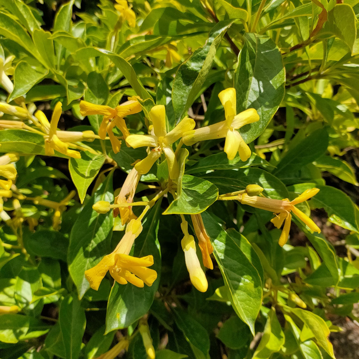 Hymenosporum flavum 'Golden Nugget' (Dwarf Australian Frangipani)