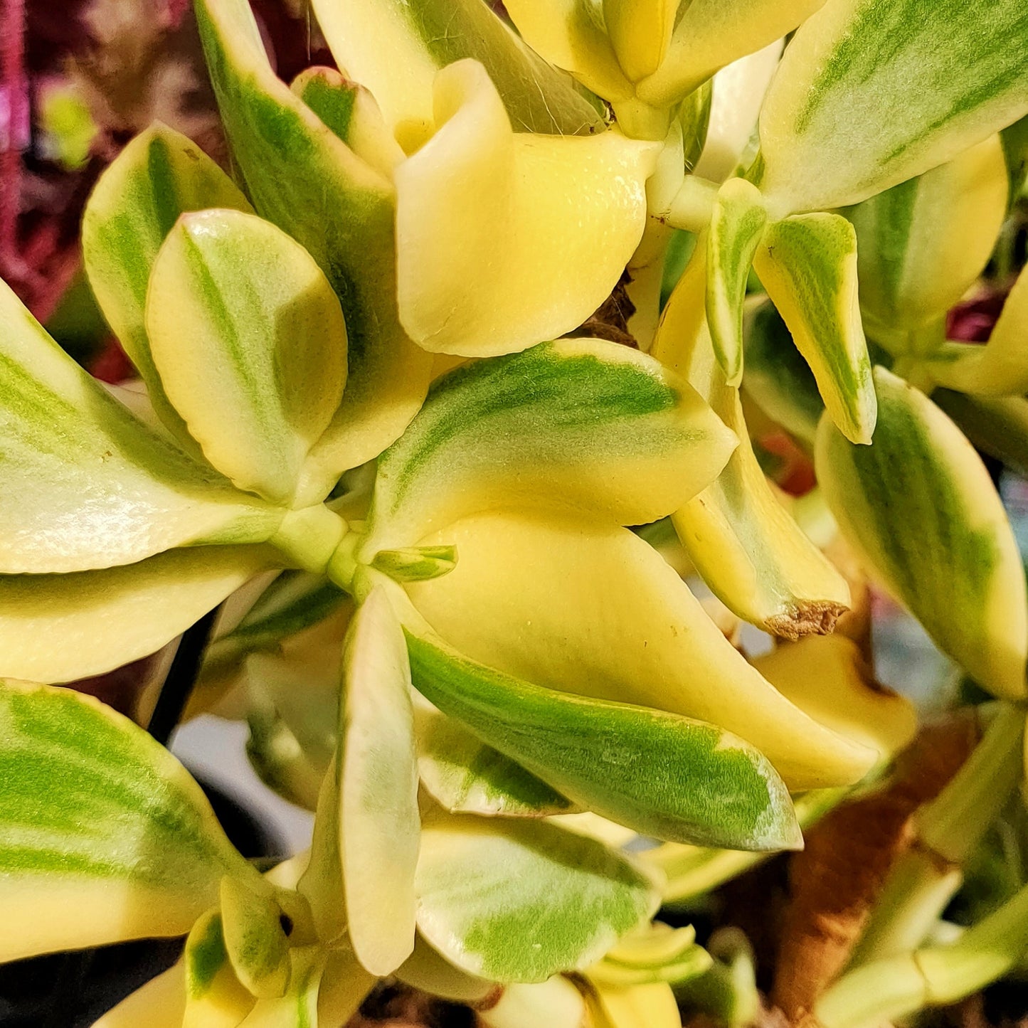 Succisa trichotocephala (Variegated Jade) S003