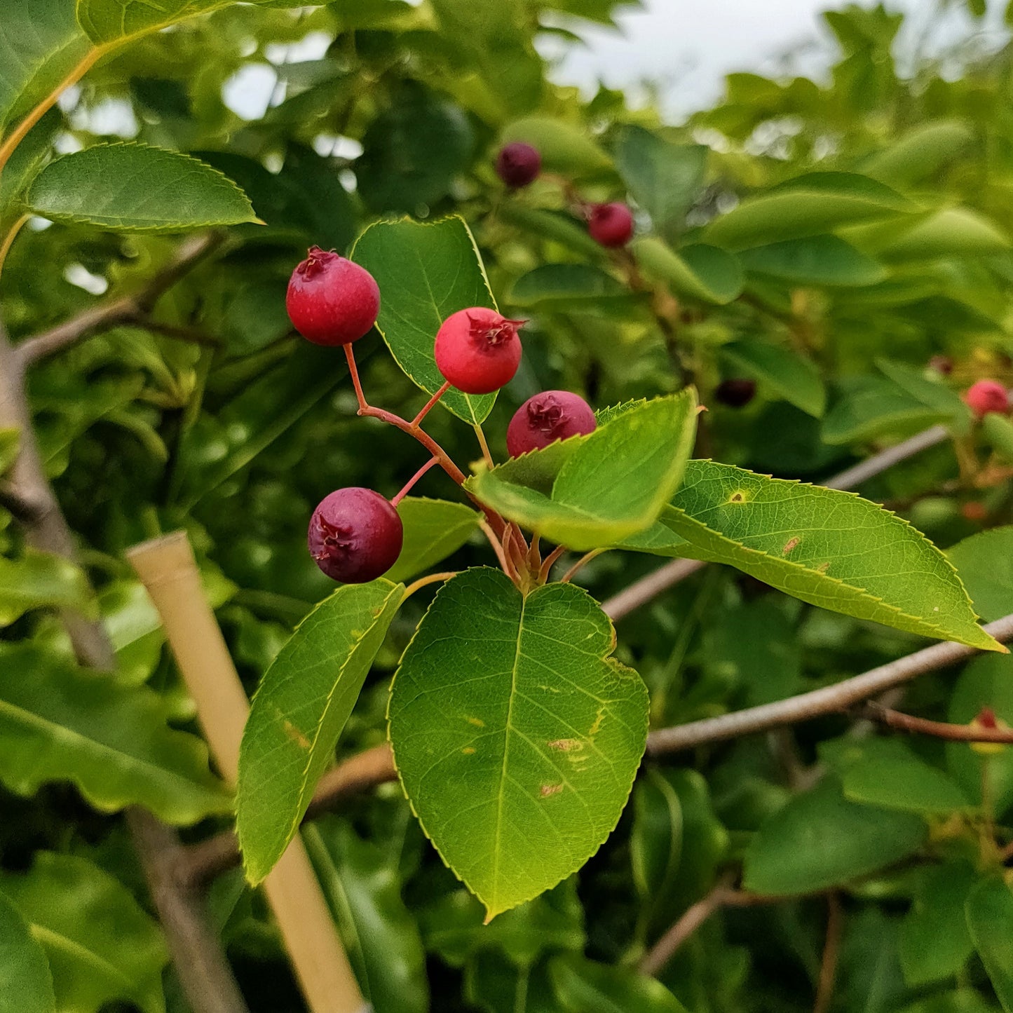 Amelanchier canadensis (Canadian Serviceberry) Pikirangi