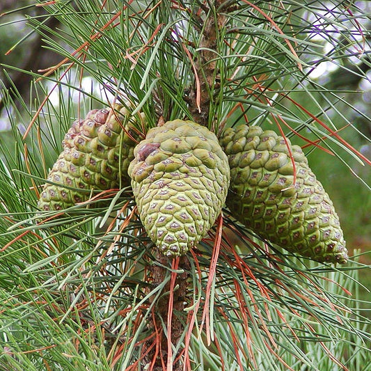 Pinus radiata (Christmas Tree, Monterey Pine, Radiata Pine)