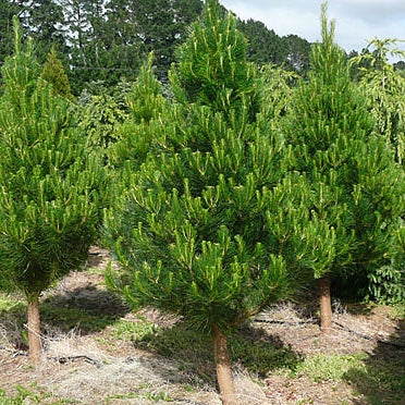 Pinus radiata (Christmas Tree, Monterey Pine, Radiata Pine) S003