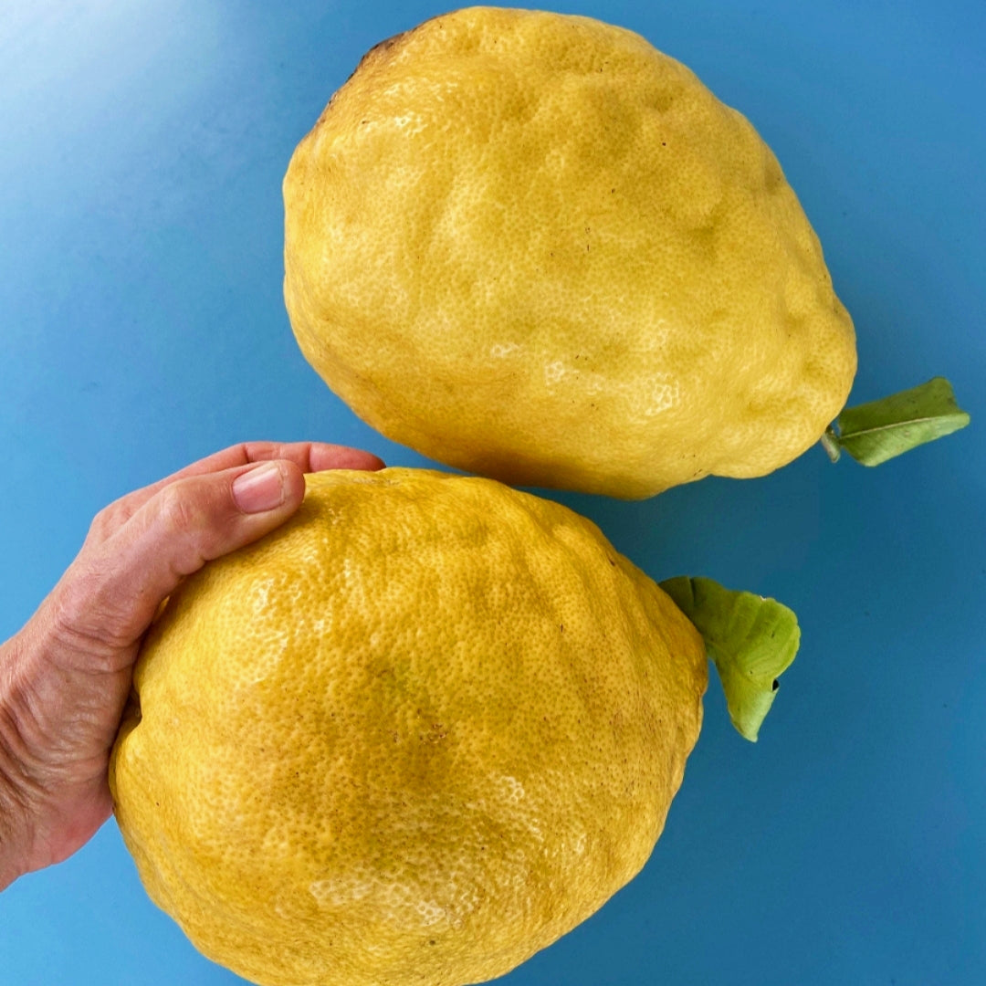 Citrus limon (Ponderosa Lemon)