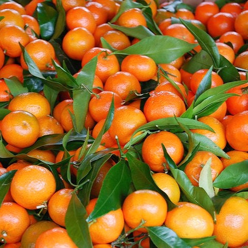 Citrus clementina 'Corsica #2' (Clementine) S001