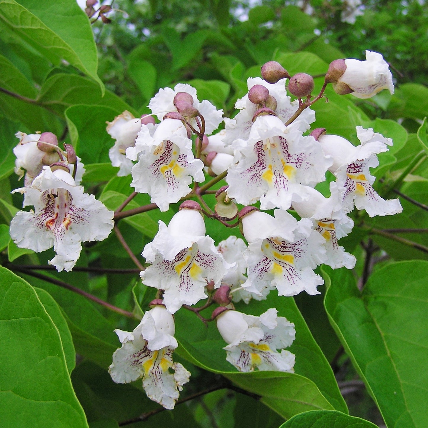 Catalpa bignonioides (Indian Bean) Pikirangi