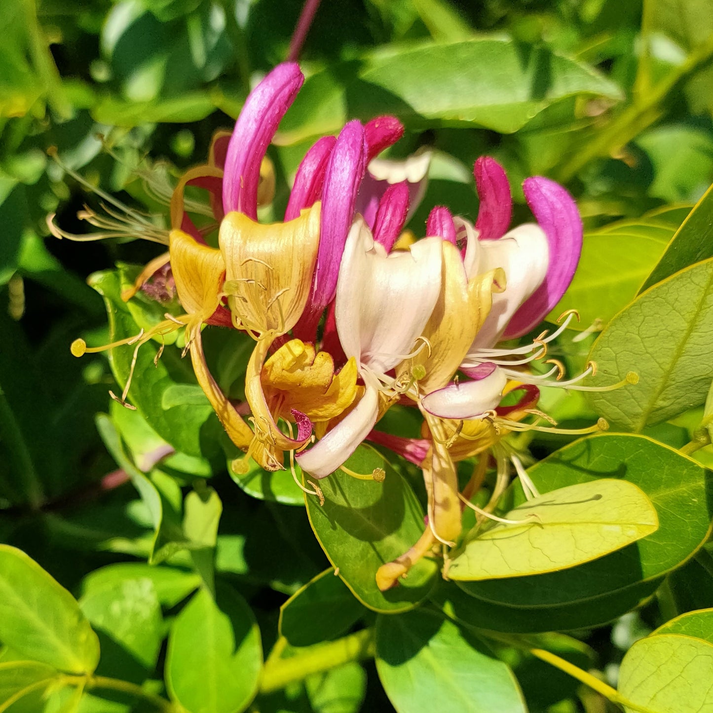 Lonicera periclymenum 'Winchester' (Winchester Honeysuckle) S006