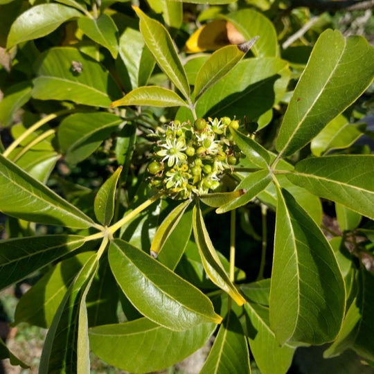 Casimiroa edulis 'Sue Belle' (White Sapote)