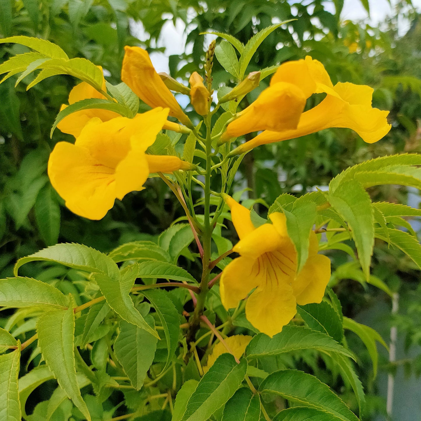 Tecoma stans (Yellow Trumpet Bush) Pikirangi