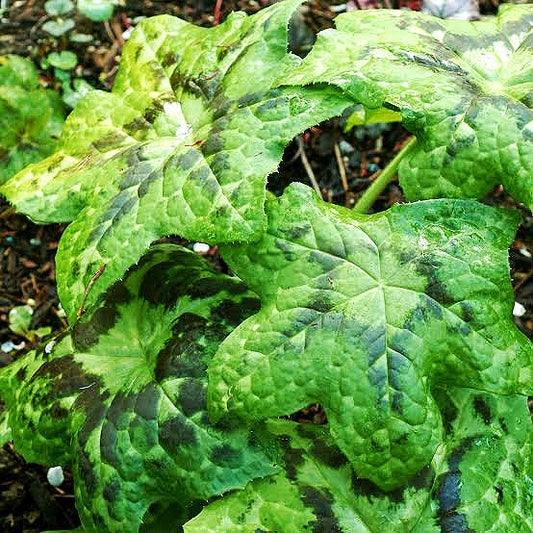 Podophyllum difforme 'Kaleidoscope' (Chinese Mayapple)