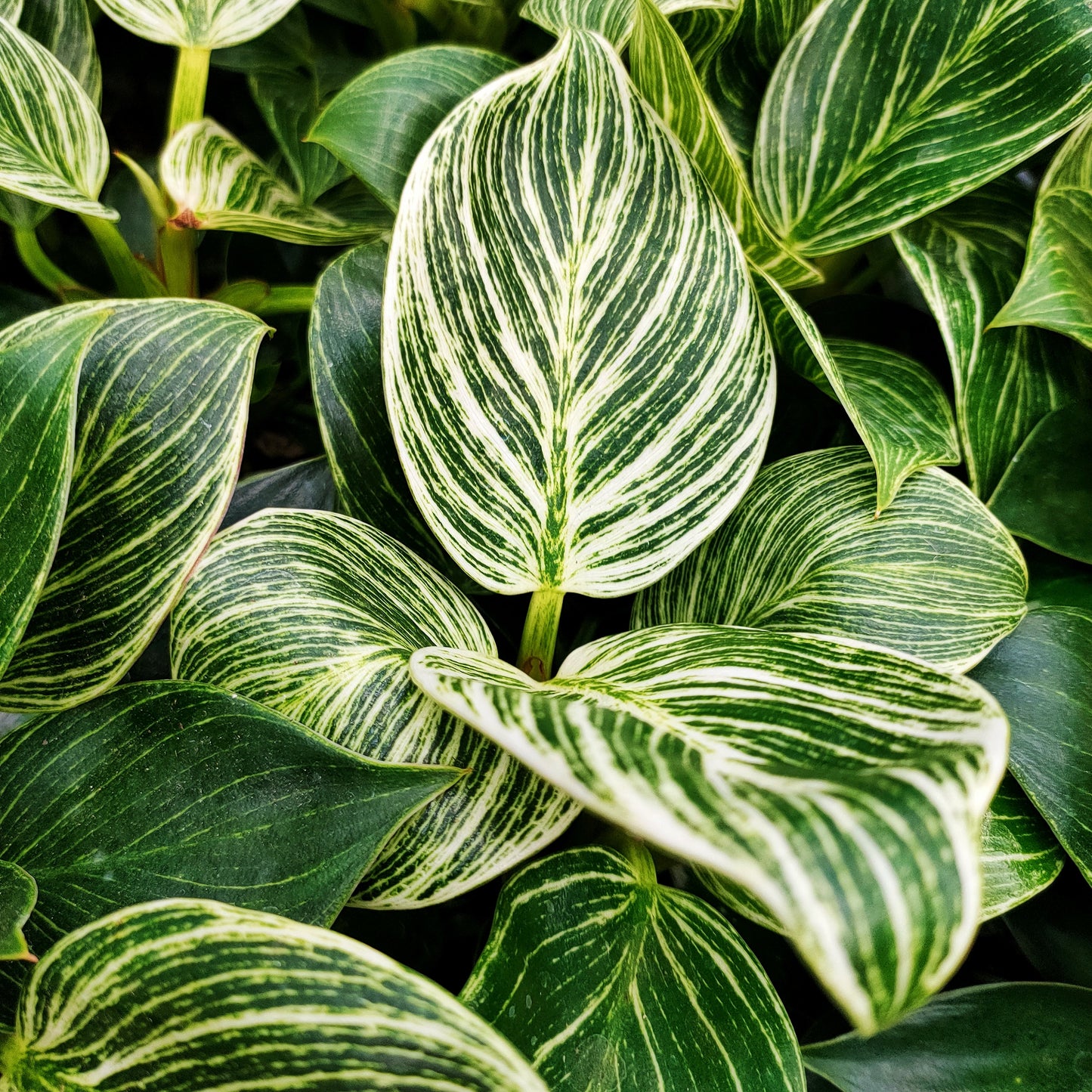 Philodendron 'Birkin' S003