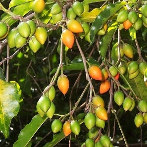 Mimusops elengi (Spanish Cherry)