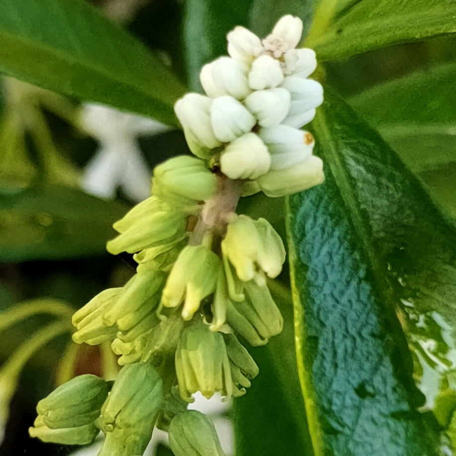 Drimiopsis maculata (Leopard's Ears)