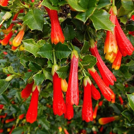 Desfontainea spinosa 'Holly 'n Bells' (Spiny Chilean Holly) Pikirangi