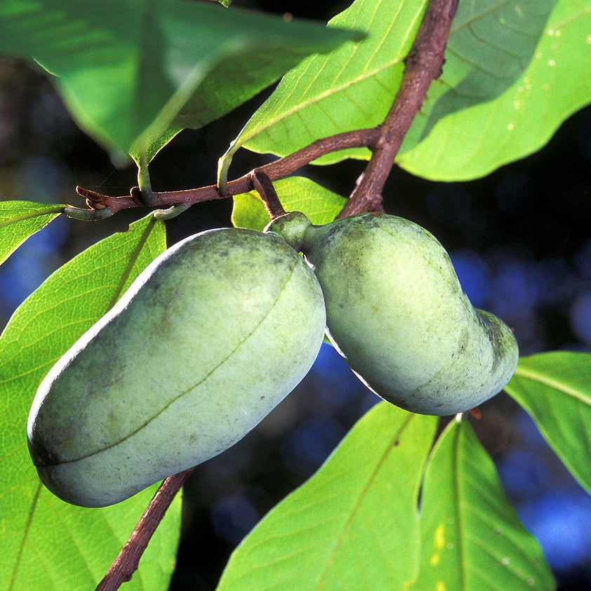 Asimina trilobata (American Pawpaw) S005