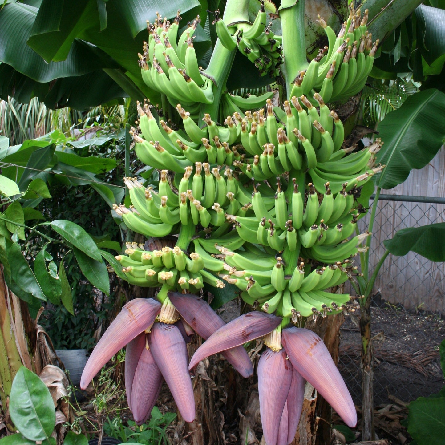 Musa 'Double Mahoi' (Twin Banana) Pikirangi