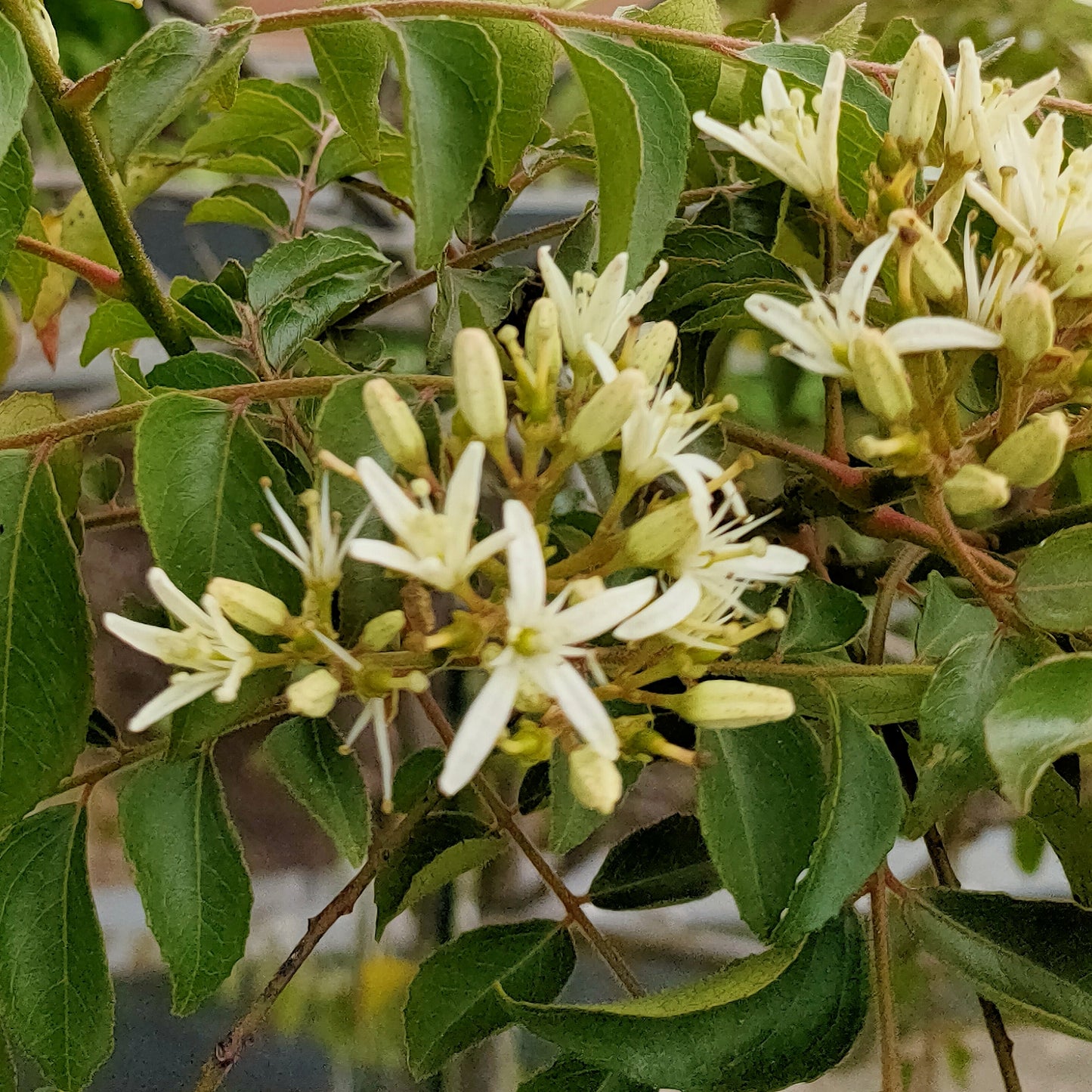Murraya koenigii curry leaf plant aromatic