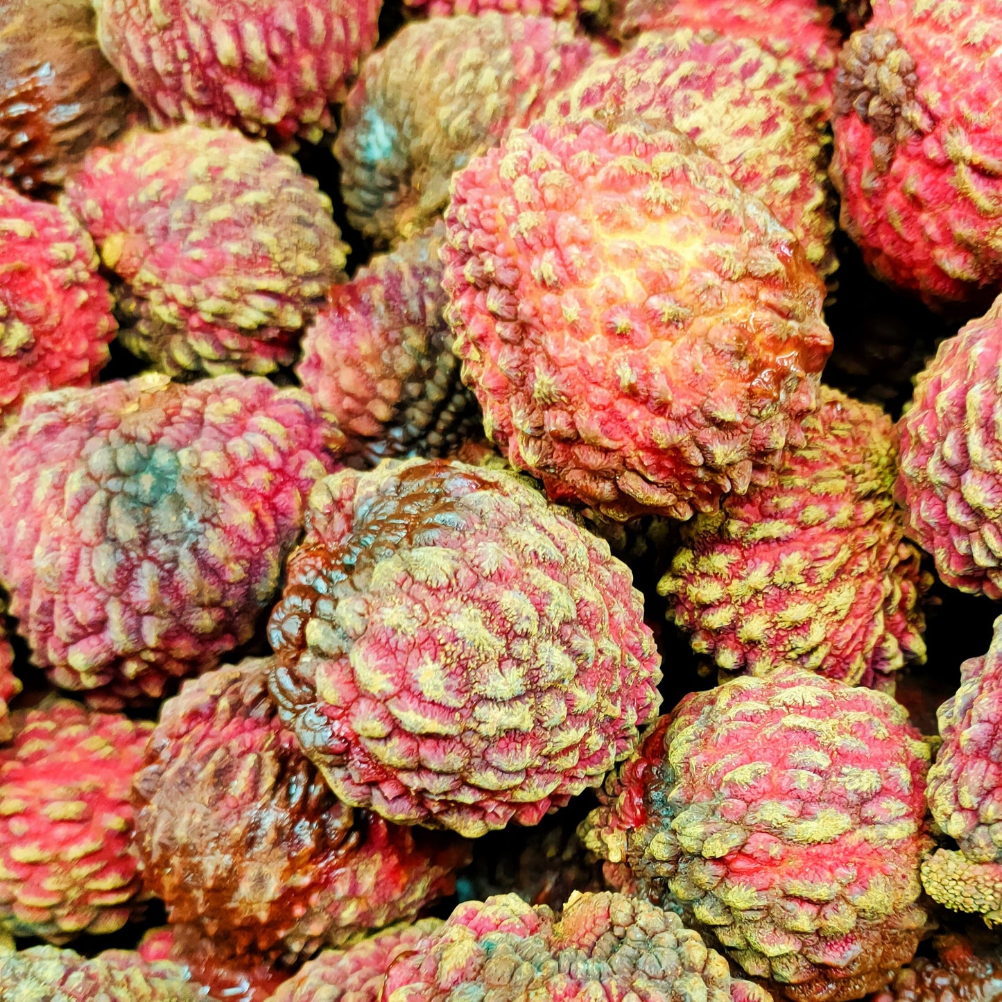 Litchi chinensis (Lychee) Pikirangi