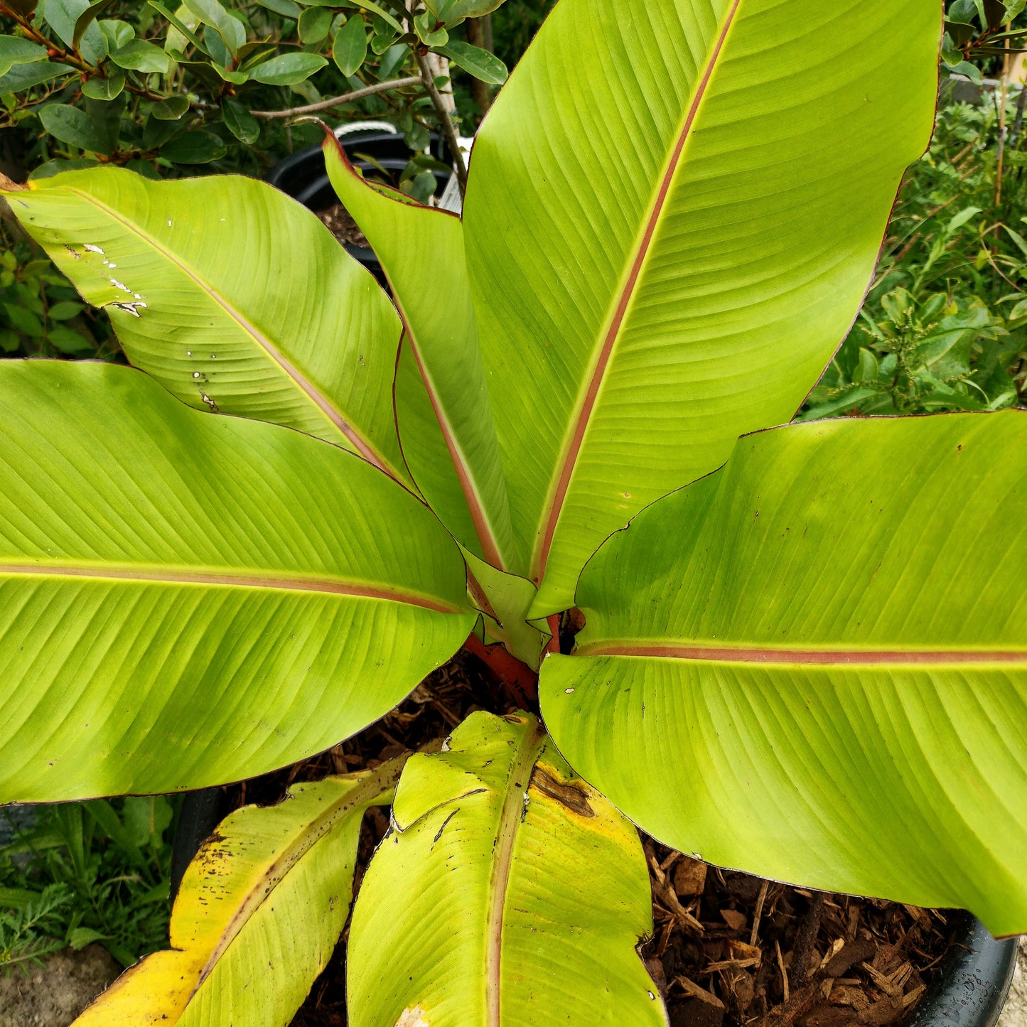 Ensete ventricosum (Ethiopian Banana, Abyssinian Banana)