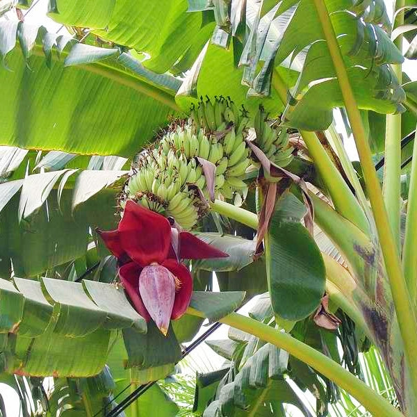 Musa 'Hamoa' (Banana) Pikirangi