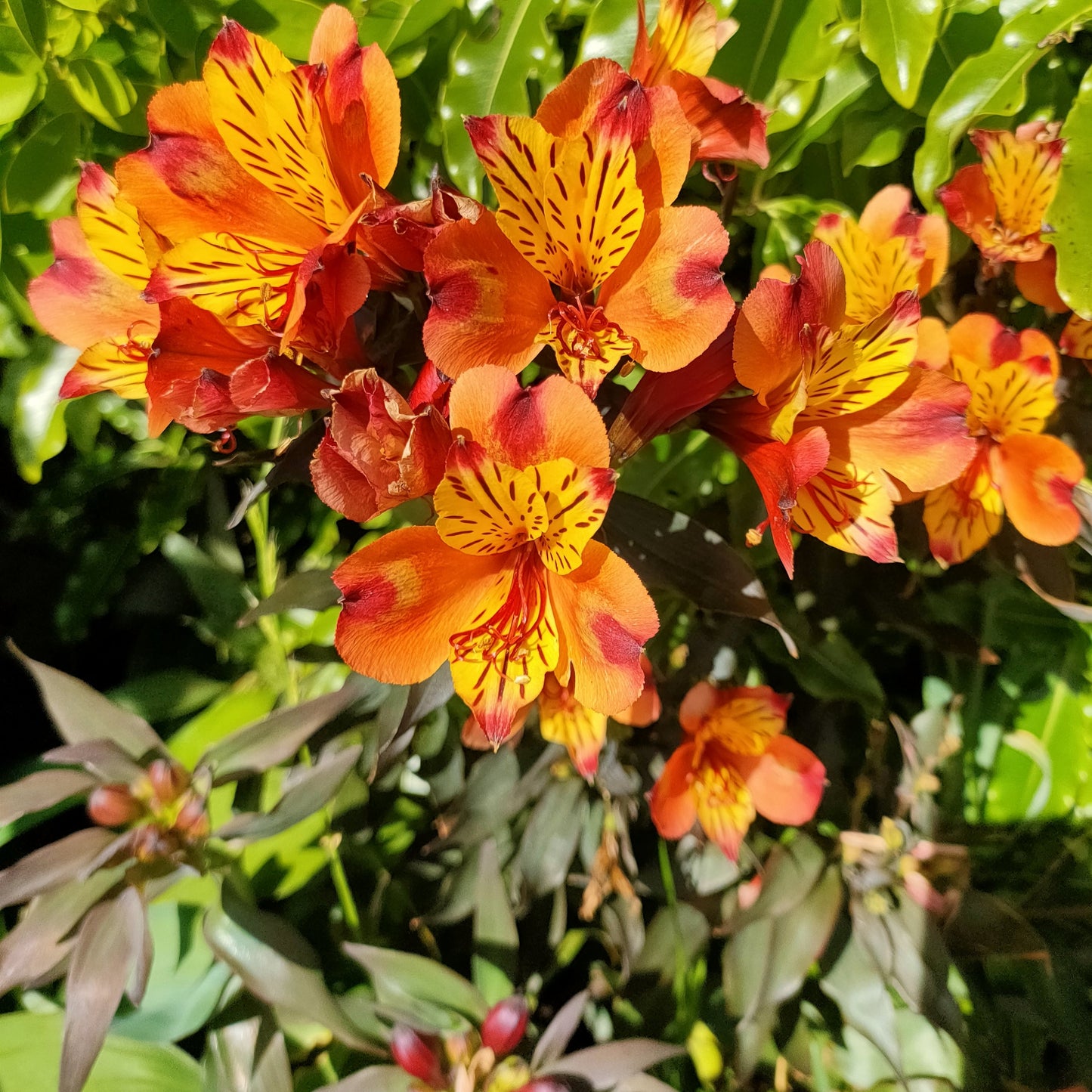 Alstroemeria 'Indian Summer' (Peruvian Lily) Pikirangi