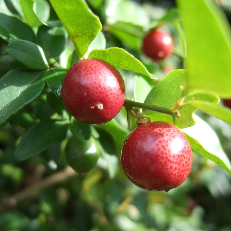 Triphasia trifolia (Limeberry) Dhivehi Store
