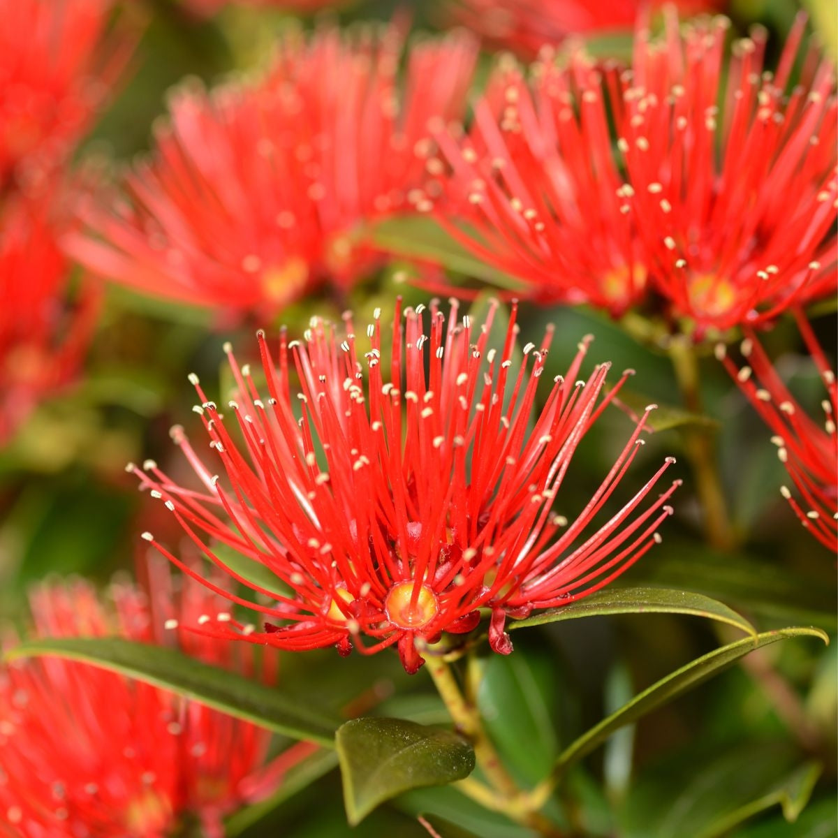 Metrosideros vitiensis 'Fiji' (Iron Tree)