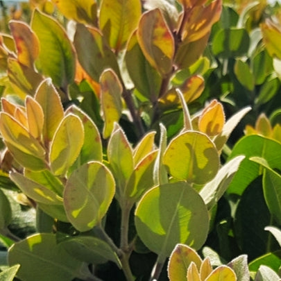 Metrosideros collina x villosa 'Silver Glory' PVR (Pacific Rātā)