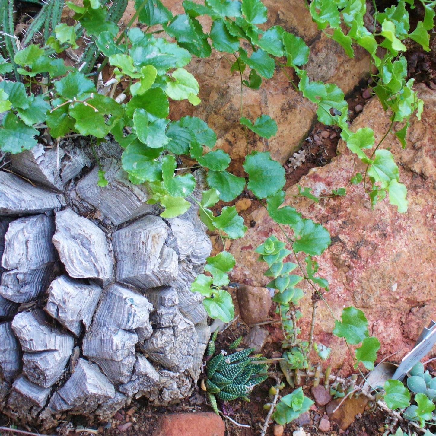 Dioscorea elephantipes (Elephant's Foot) S003
